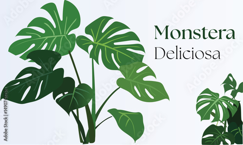 Monstera Deliciosa plant lush, tropical foliage with unique perforated leaves. Perfect for botanical-themed designs, interior decor prints, branding projects, packaging, websites, social media graphic