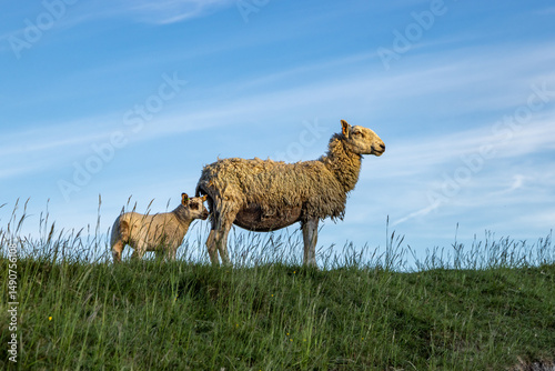 Konstfotografi A sheep and lamb standing on a hillside in rural Sussex