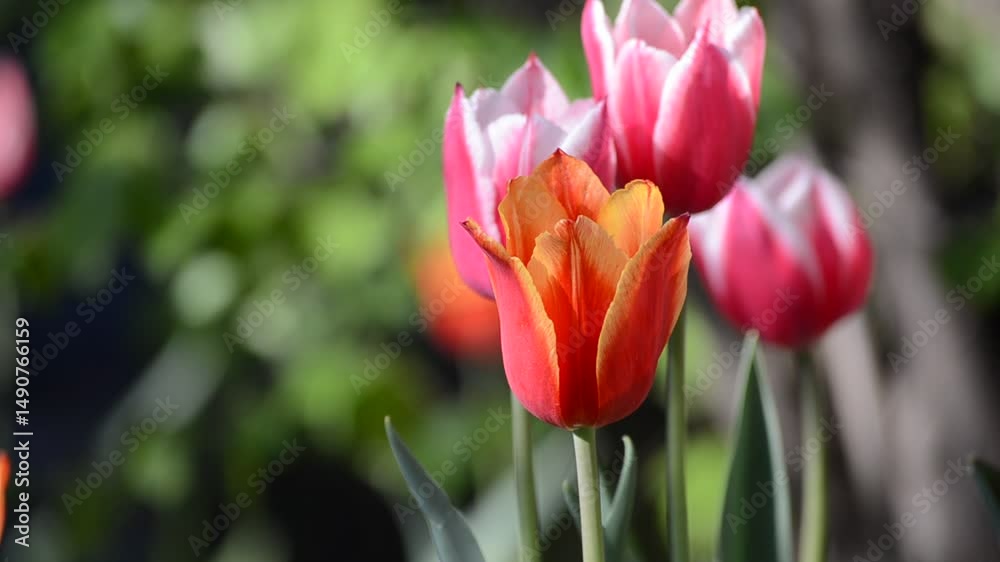 colorful tulips on a sunny day in the garden colorful tulips on a sunny day in the garden
