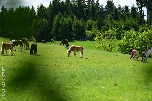 Schöne Pferde auf der Frühlingsweide