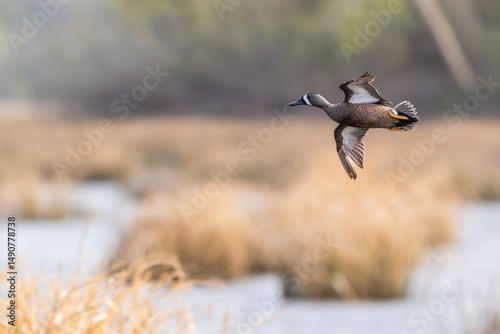 Blue-winged teal in flight over a lake.