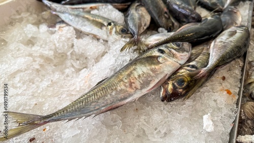 Icy silver-scaled mackerels await culinary transformation, echoing the Ocean Day feast and lunar tide celebrations