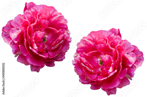 pink carnation flower isolated