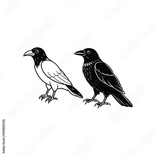 crow vector