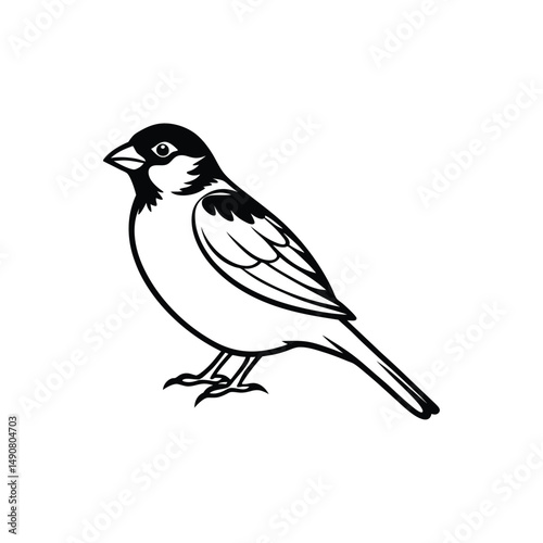 sparrow photo