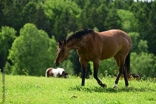 Wunderschönes braunes Pferd auf der Weide läuft auf uns zu