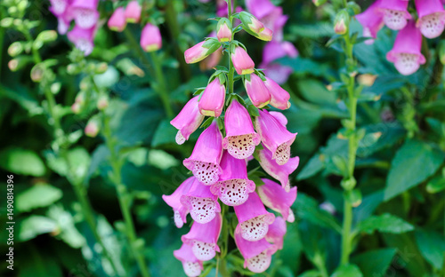 Fototapeta Naklejka Na Ścianę i Meble -  A pink foxglove flower stalk blooming with cascading tubular shape flowers.