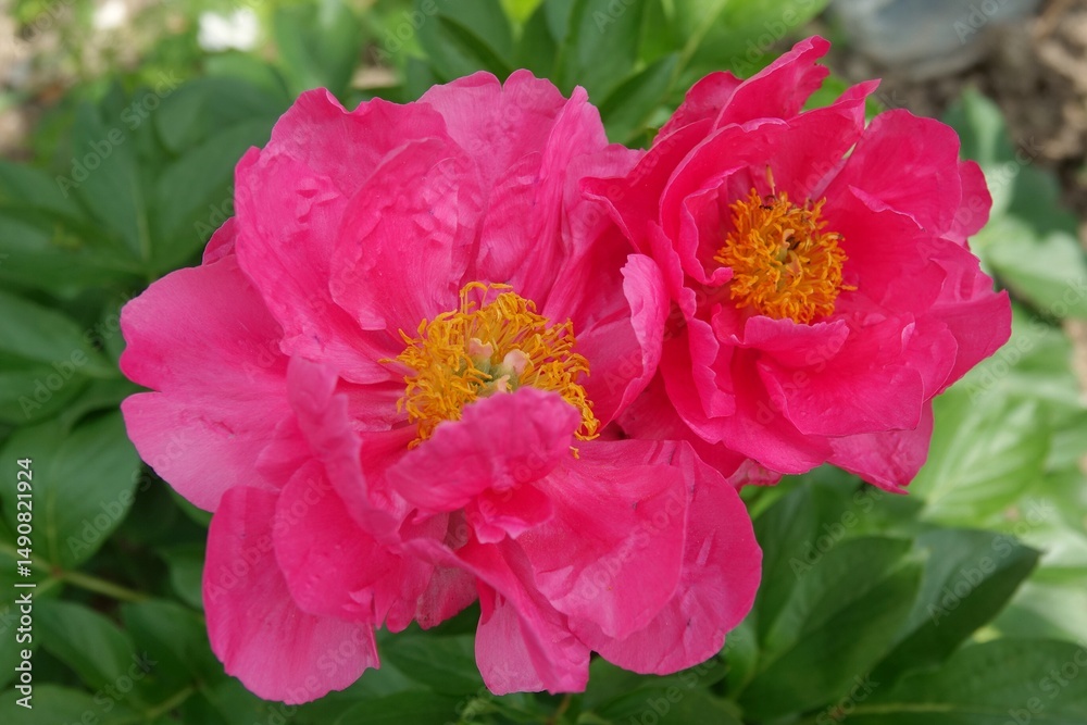 Fototapeta premium pink rose flower