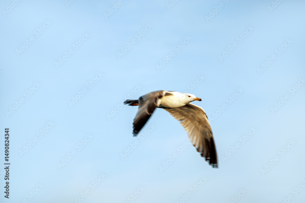 Fototapeta premium seagull flying in the sky