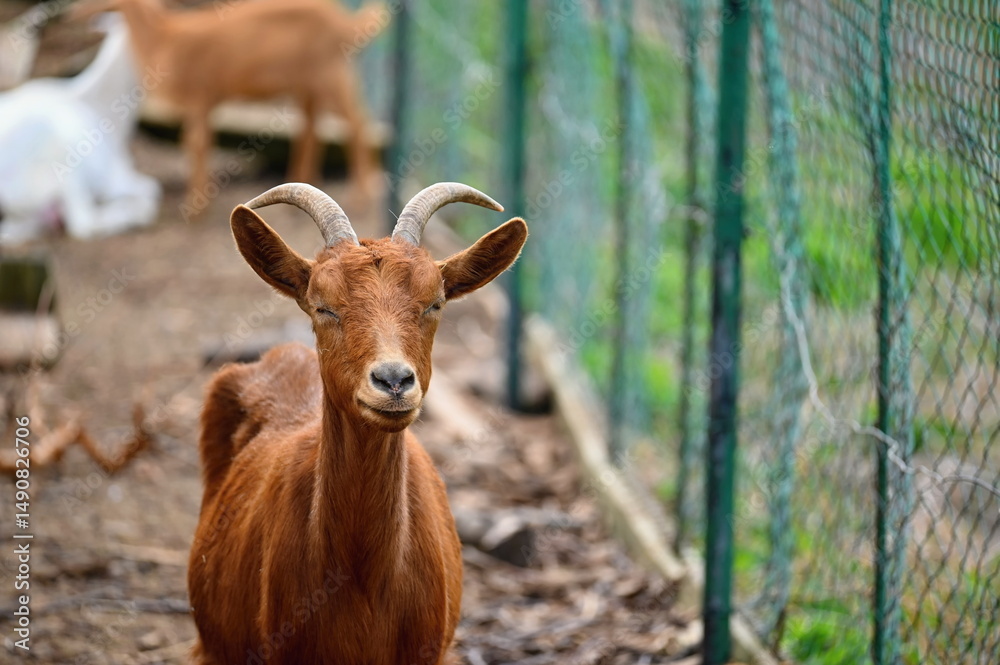 Fototapeta premium Beautiful goats on the farm. Concept for animals and agriculture.