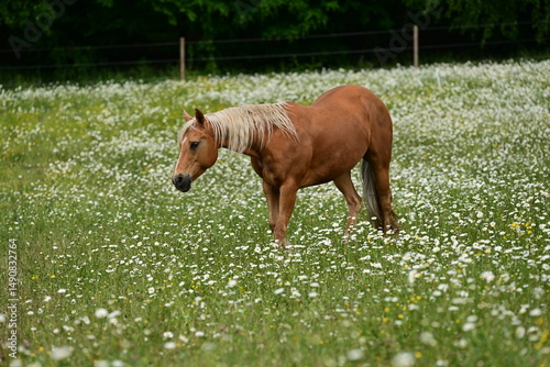Schönes goldenes  Pferd läuft über Margeritenwiese