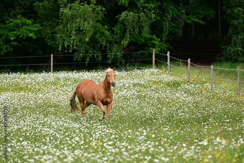 Pferdetraum. Schönes Pferd läuft über Margeritenwiese