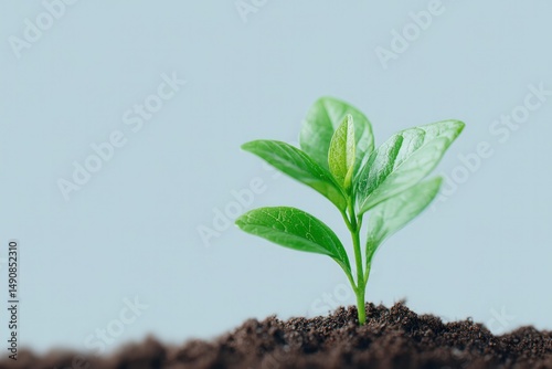 minimalistic composition featuring single plant symbolizing long-term growth and investment potential with ample copy