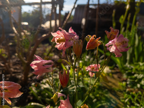 A bunch of pink flowers that are in the grass