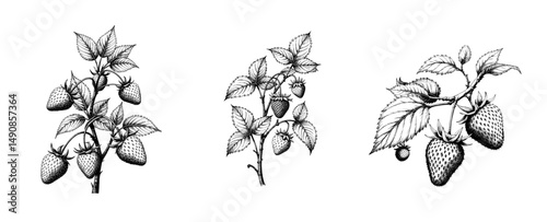 Black ink sketch of strawberries with leaves on branch illustration  