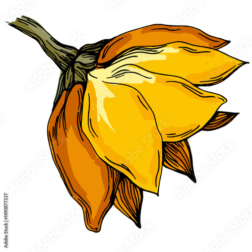 Sunflower drawn by hand in vintage botanical style. Color vector on white background, ideal for posters, prints, and eco-friendly packaging.