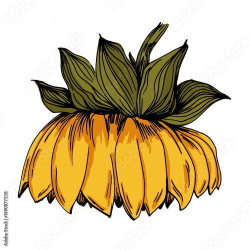 Sunflower drawn by hand in vintage botanical style. Color vector on white background, ideal for posters, prints, and eco-friendly packaging.