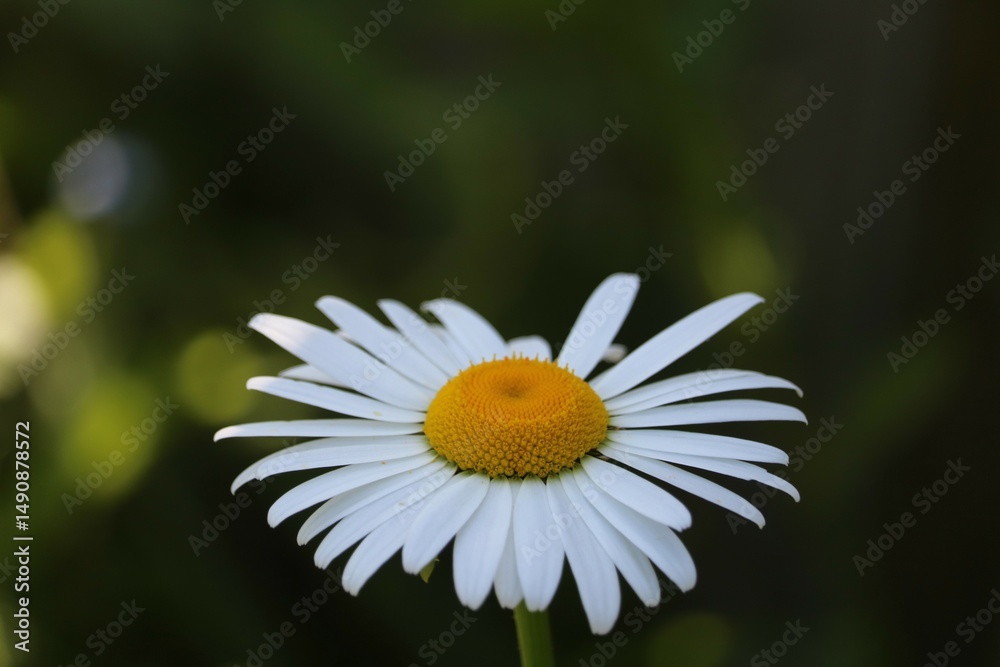 Obraz premium Marguerite