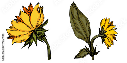 Yellow sunflower in hand-drawn vintage style. Detailed botanical vector illustration isolated on white, suitable for floral-themed design work.