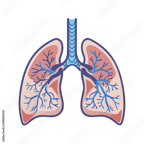 Human Lungs Respiratory System Diagram