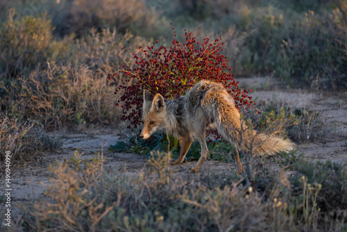 Red fox (Vulpes vulpes) searching a prey near a rhubarb bush (Rheum tataricum) in natural steppe habitats with sagebrush; evening light, Betpak Dala desert, Kazakhstan