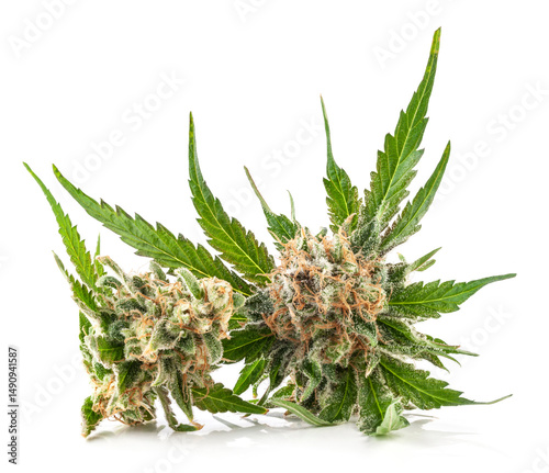 Medical marijuana flower with trichomes and orange hairs and leaves. The plant cannabis is completely in focus after stacking the images.