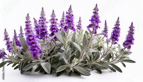russian sage tall airy plant with silver foliage and small purple flowers adding texture to gardens isolated on clear white background highly detailed