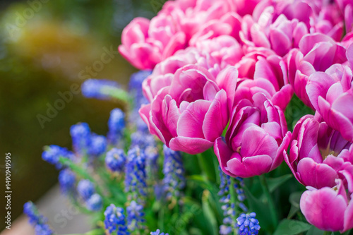 pink tulips in the garden