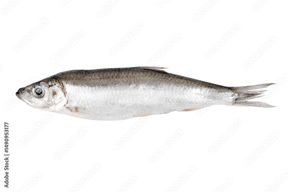 Obraz premium fresh fish sprat isolated 