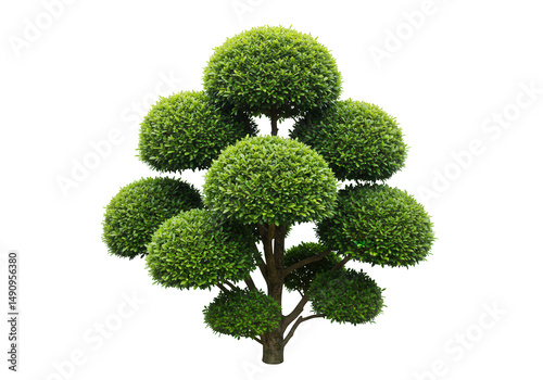 Decorative topiary tree isolated on transparent background