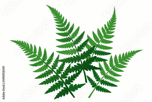fern leaves isolated on white