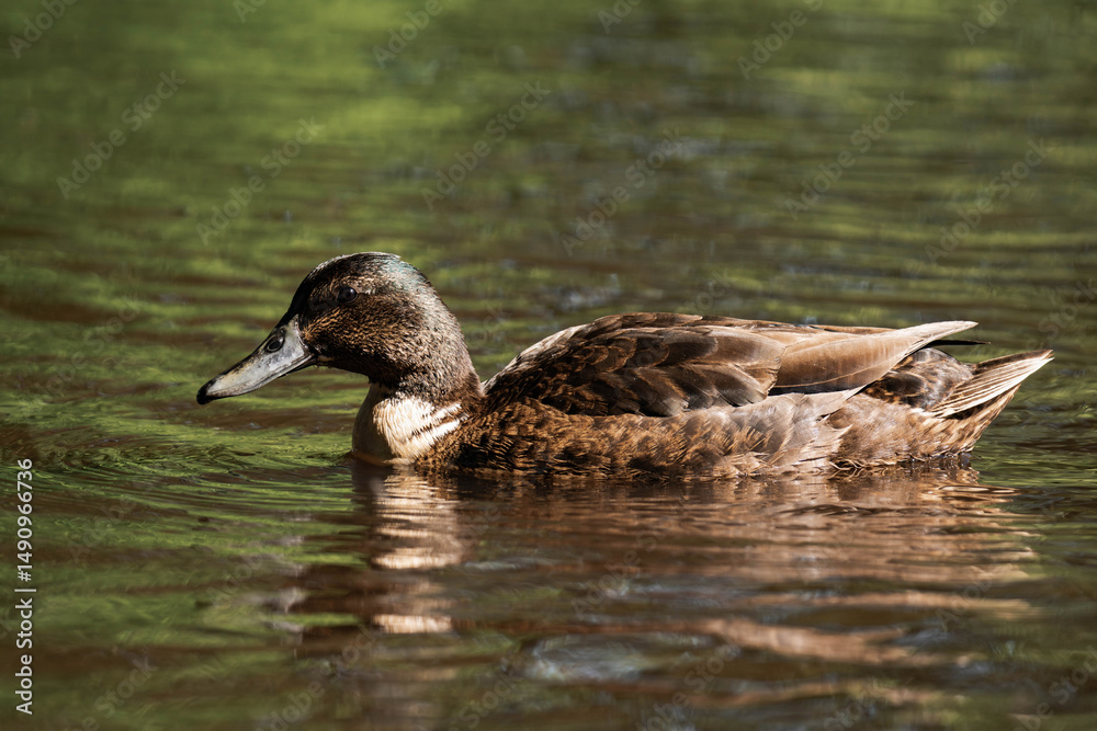 Brown duck swimming in a lake during summer. Brown duck swimming in a lake during summer.