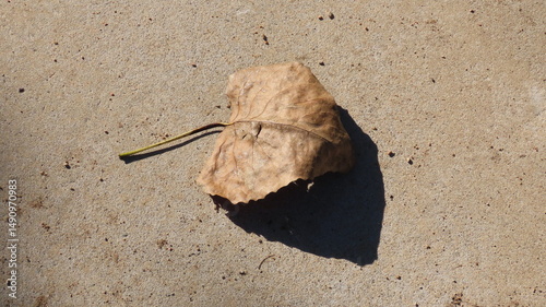 leaf on the ground