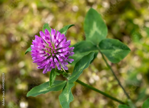 Close-up of a blooming red clover flower (Trifolium pratense) with green trifoliate leaves. Common wildflower and forage plant. Photographed in natural light, blurred background