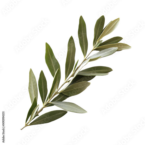 Olive Tree Leaves Isolated on white transparent background