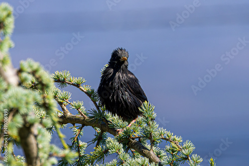 crow on a tree