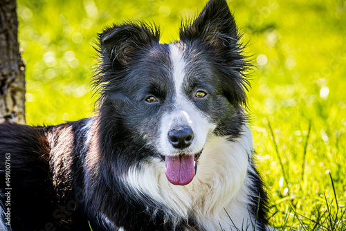 border collie dog