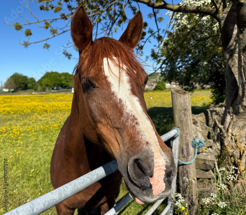 A brown horse with a white stripe on its face stands beside a metal fence in a sunny field full of yellow flowers. The background shows a clear blue sky and trees providing shade near, Thornton, UK