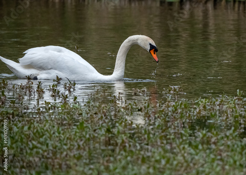 A floating swan is looking for something to eat in the pond