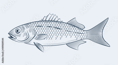 Hand drawn illustration of sea bass fish, line art. Ideal for use in restaurant menu designs, seafood product packaging, culinary recipe layouts, fish market branding, or kitchen wall art.