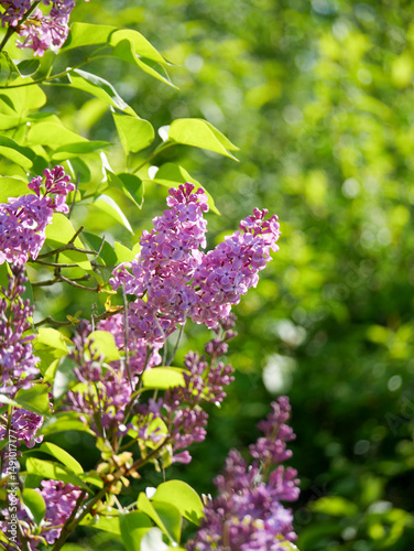 Beautiful Lilacs blooming in spring. Blue sky in the background.