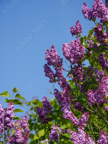 Beautiful Lilacs blooming in spring. Blue sky in the background.