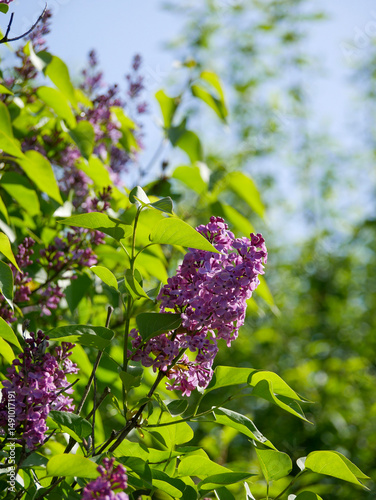 Beautiful Lilacs blooming in spring. Blue sky in the background.