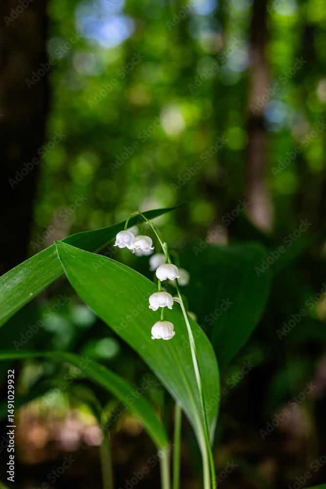Obraz premium Lilies of the valley. Lilies of the valley in the wilderness. White flowers in the forest