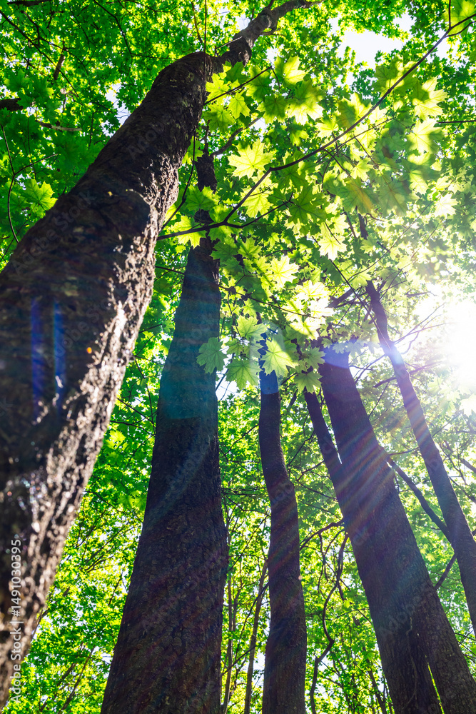 Fototapeta premium Sunlight streaming through the forest canopy