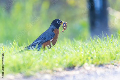 American robin  with earthworms