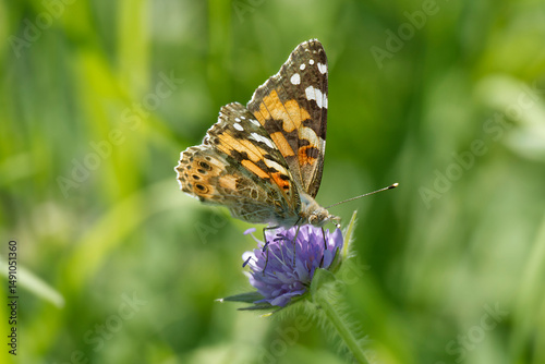 Painted Lady (Vanessa Cardui) Butterfly sitting on a small scabious in Zurich, Switzerland