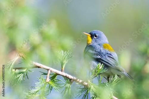 Male northern parula (Setophaga americana) singing in spring