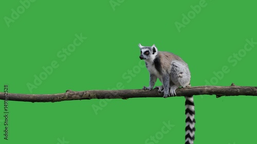 lemur sits on a tree log and looks in different directions, green screen