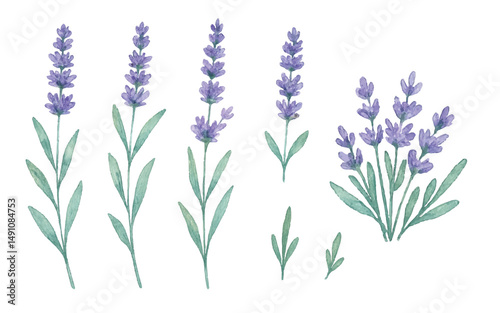 Adobe Illustrator Artwork